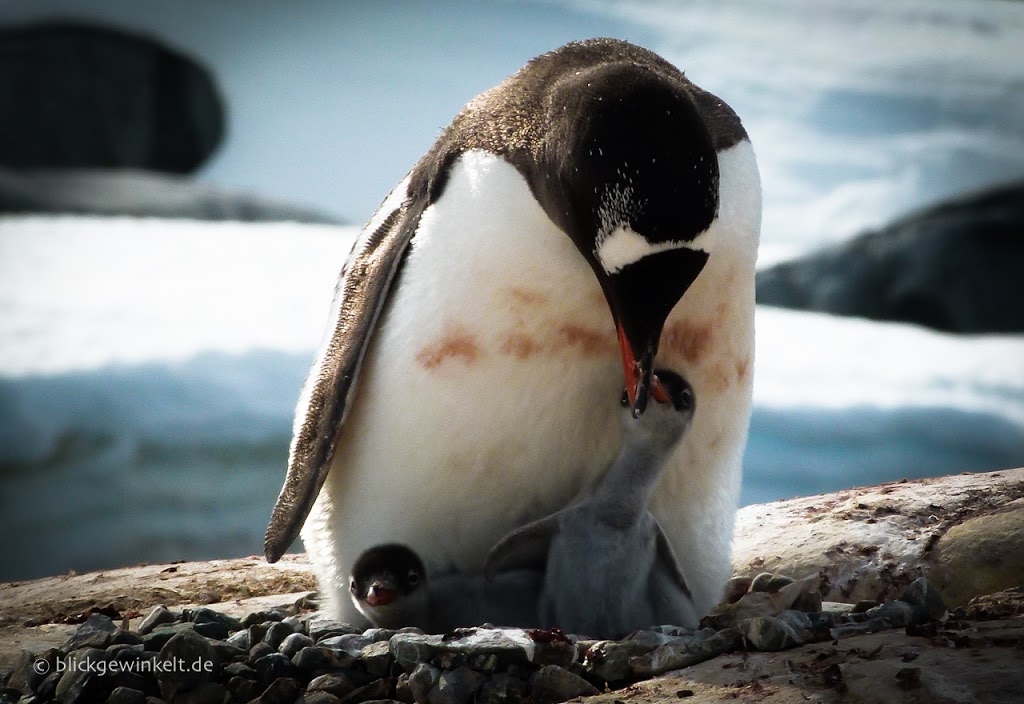 Esels-Pinguin in der Antarktis mit Jungtieren